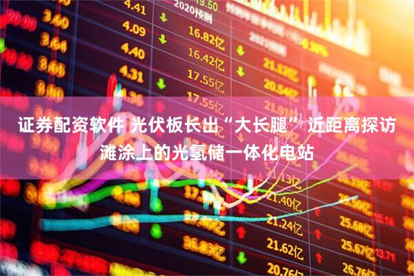证券配资软件 光伏板长出“大长腿” 近距离探访滩涂上的光氢储一体化电站